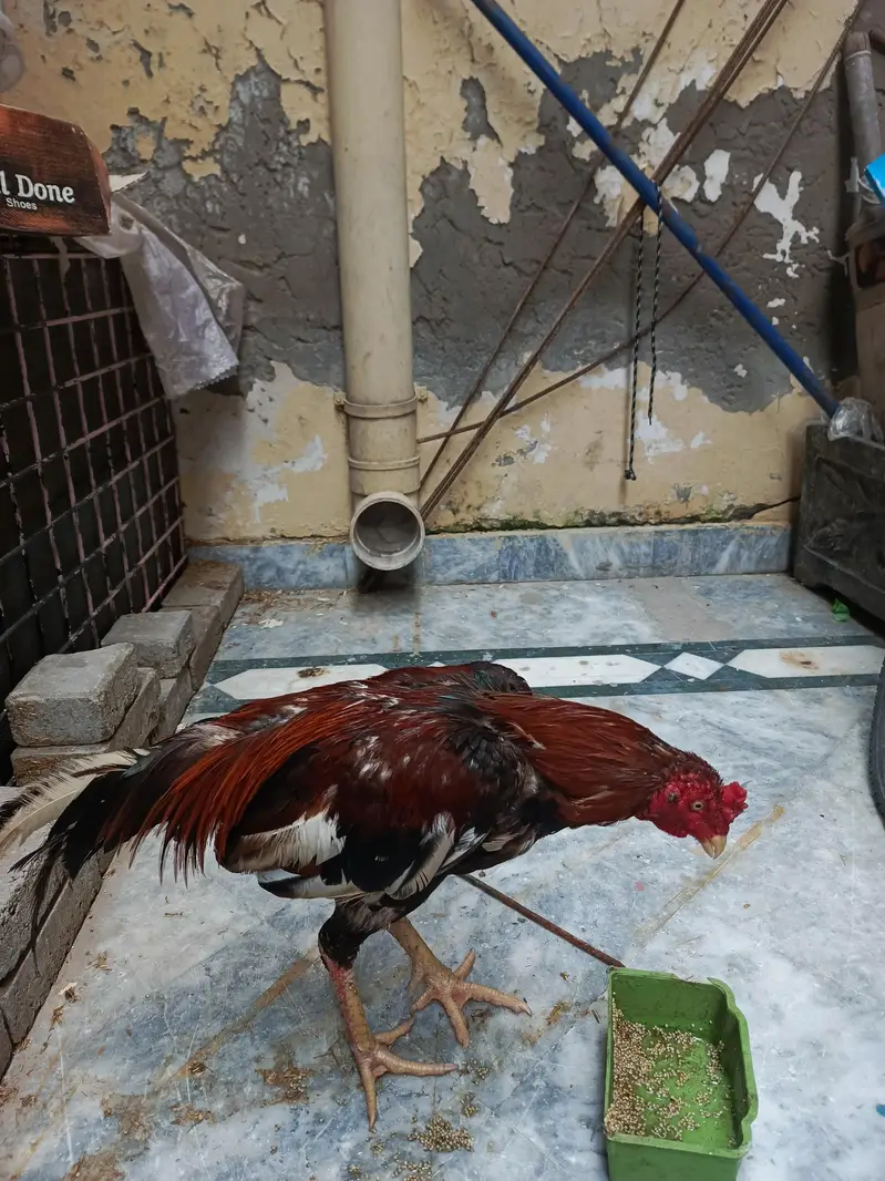 SALE!SALE!SALE! ONLY RS 4000 — photo 4