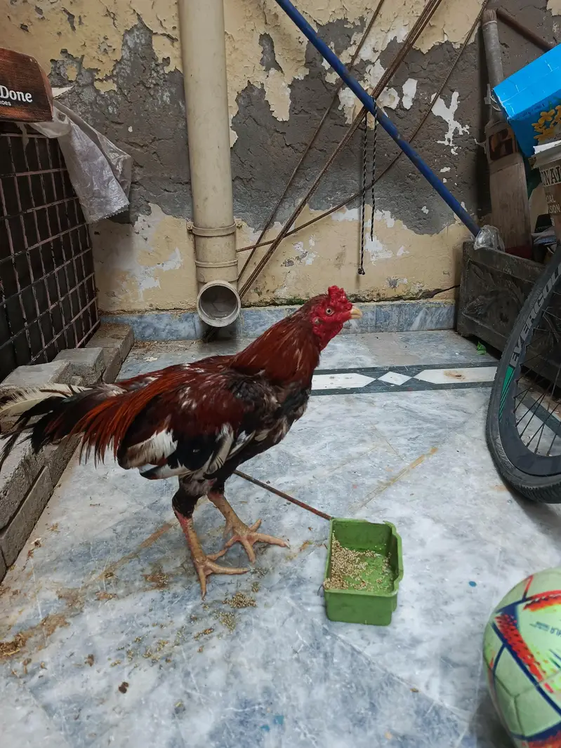 SALE!SALE!SALE! ONLY RS 4000 — photo 5
