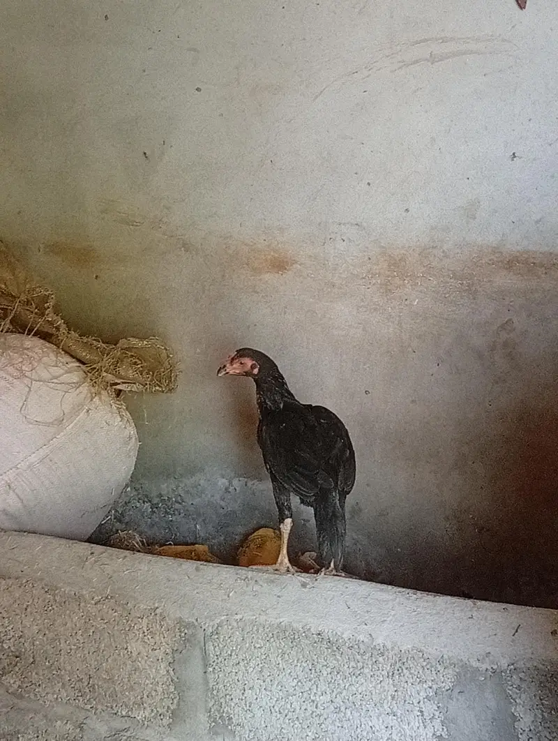 Full Black Aseel — photo 2