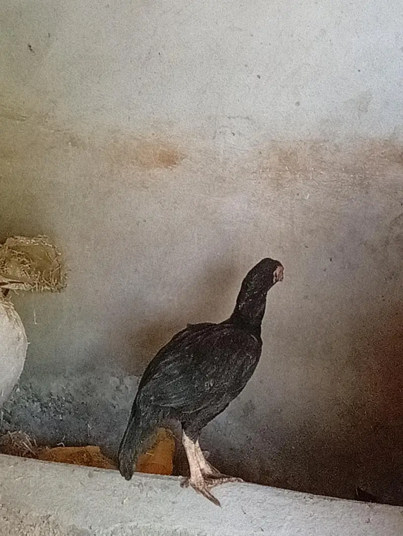 Full Black Aseel — photo 3