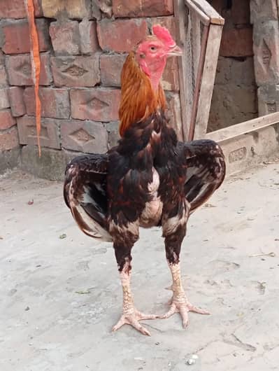 Pure blOod line aseel nayab cheez haii. . .