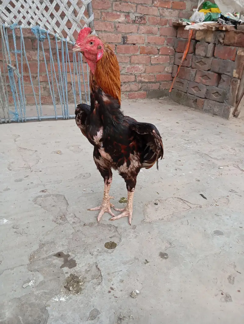 Pure blOod line aseel nayab cheez haii. . . — photo 2