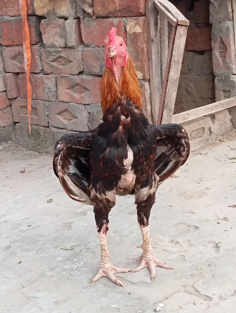 Pure blOod line aseel nayab cheez haii. . . — photo 3