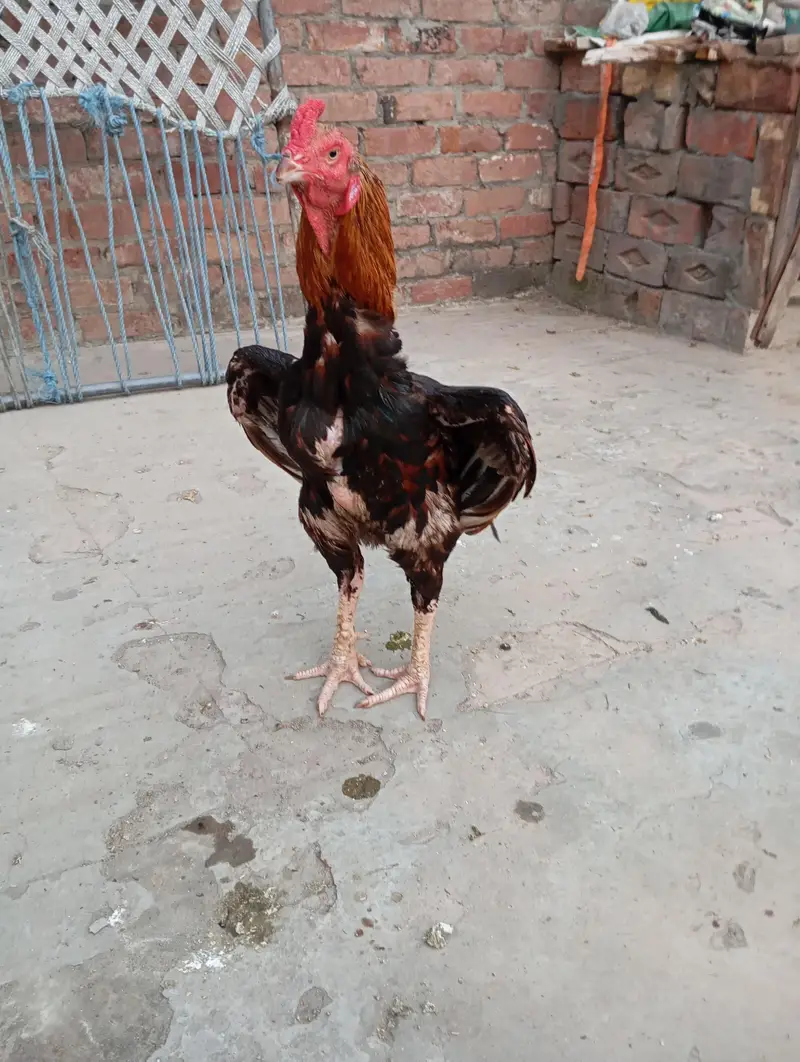 Pure blOod line aseel nayab cheez haii. . . — photo 4