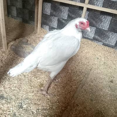 aseel heera breeder hen