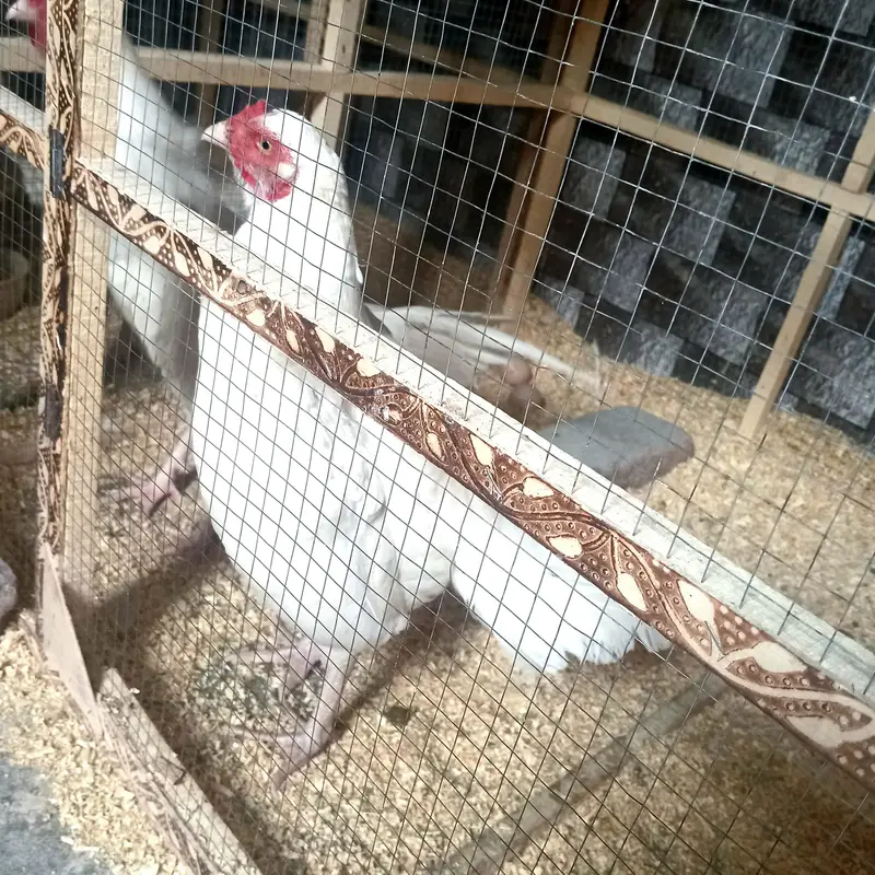 aseel heera breeder hen — photo 2