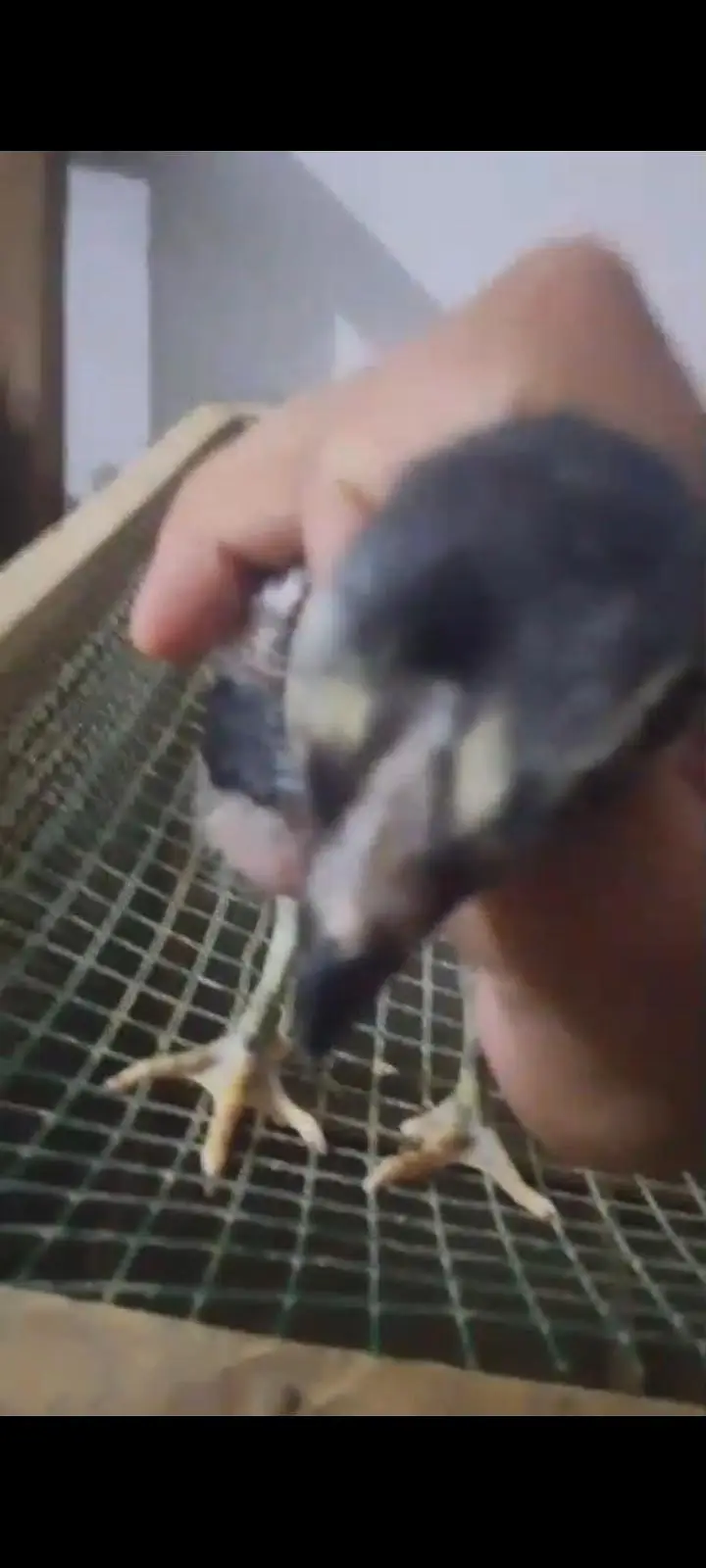 parrot beak long tail female — photo 9