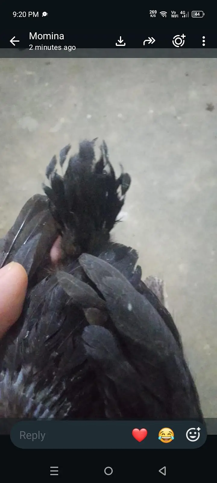 parrot beak long tail female — photo 10