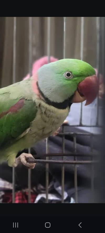 Handtem Raw parrot