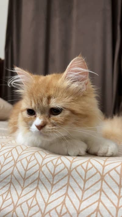 Persian cat