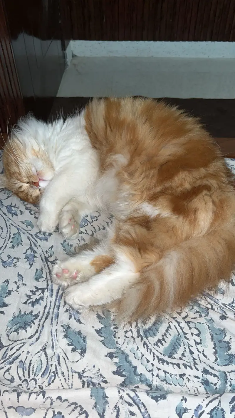 Persian cat — photo 2