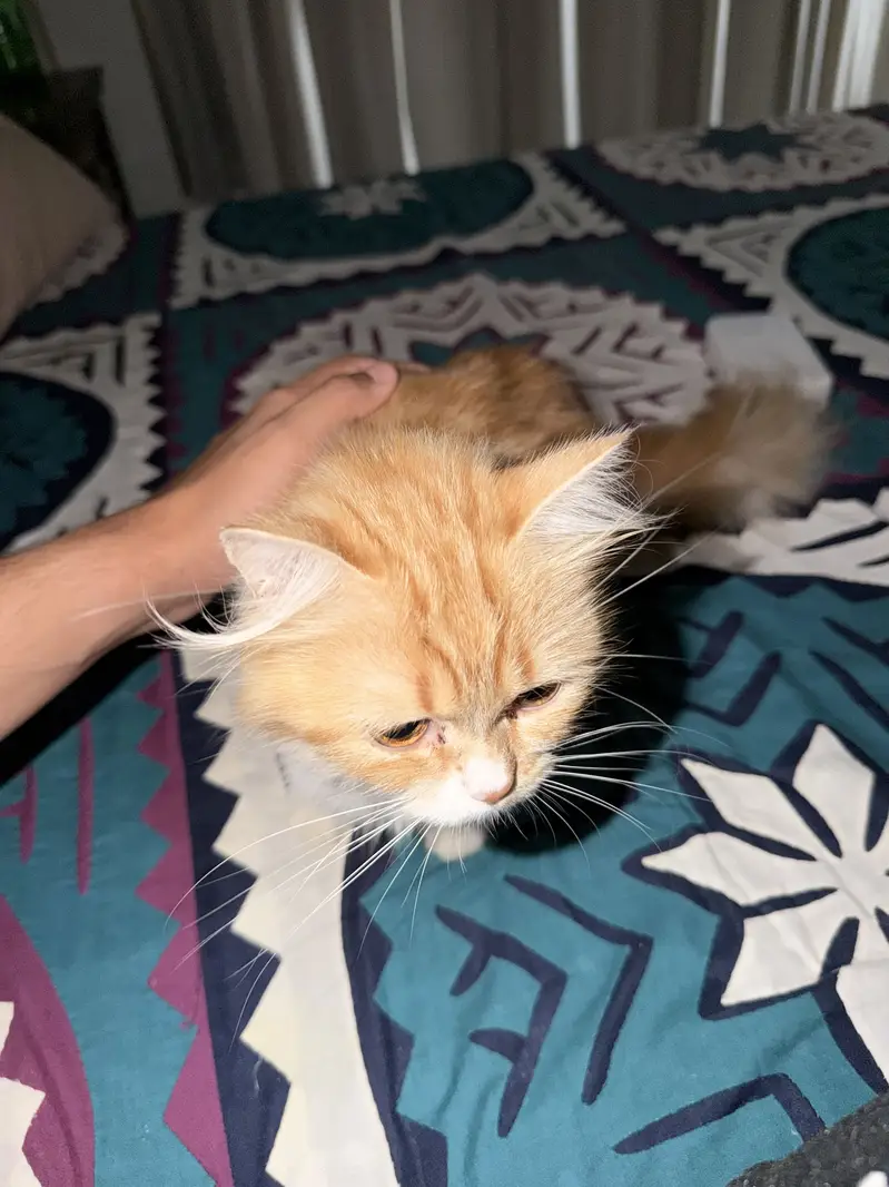 Persian cat — photo 3