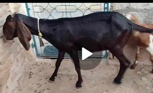 Mix breed goat for sale