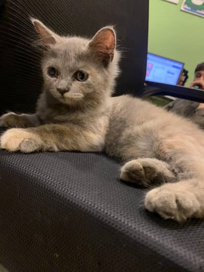 Persian Cats