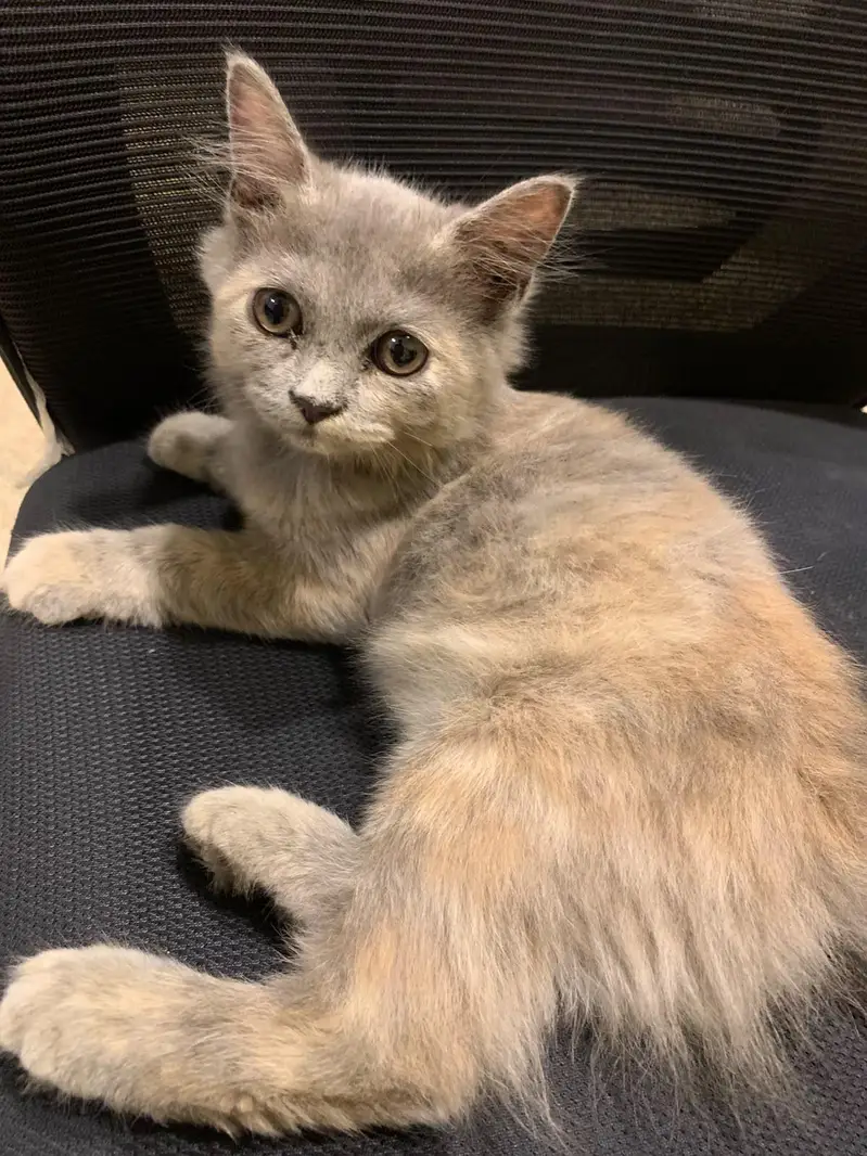 Persian Cats — photo 3