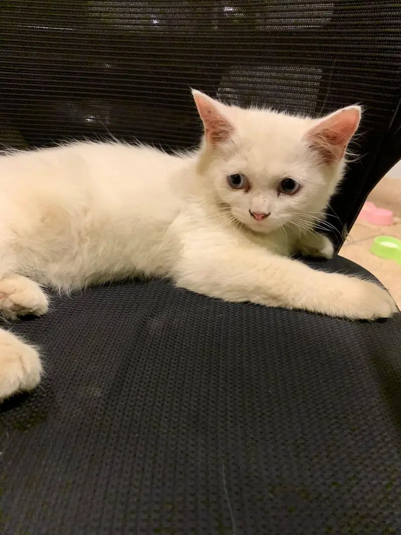 Persian Cats — photo 5