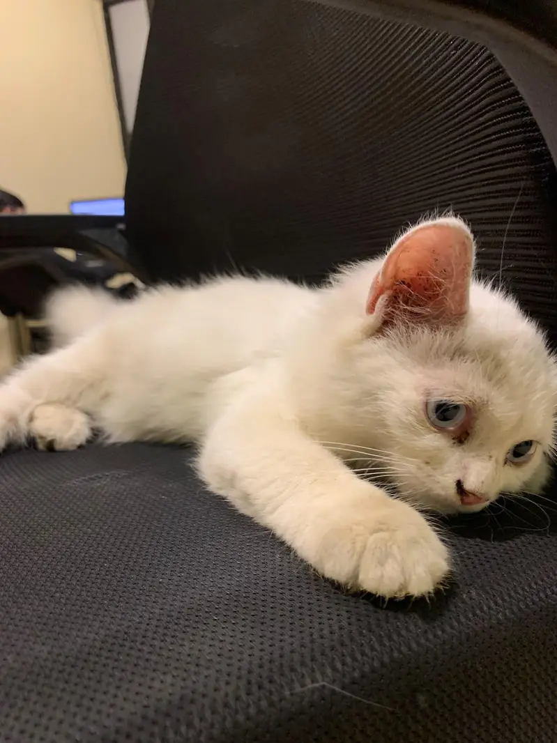 Persian Cats — photo 7