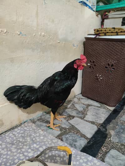 male for sell