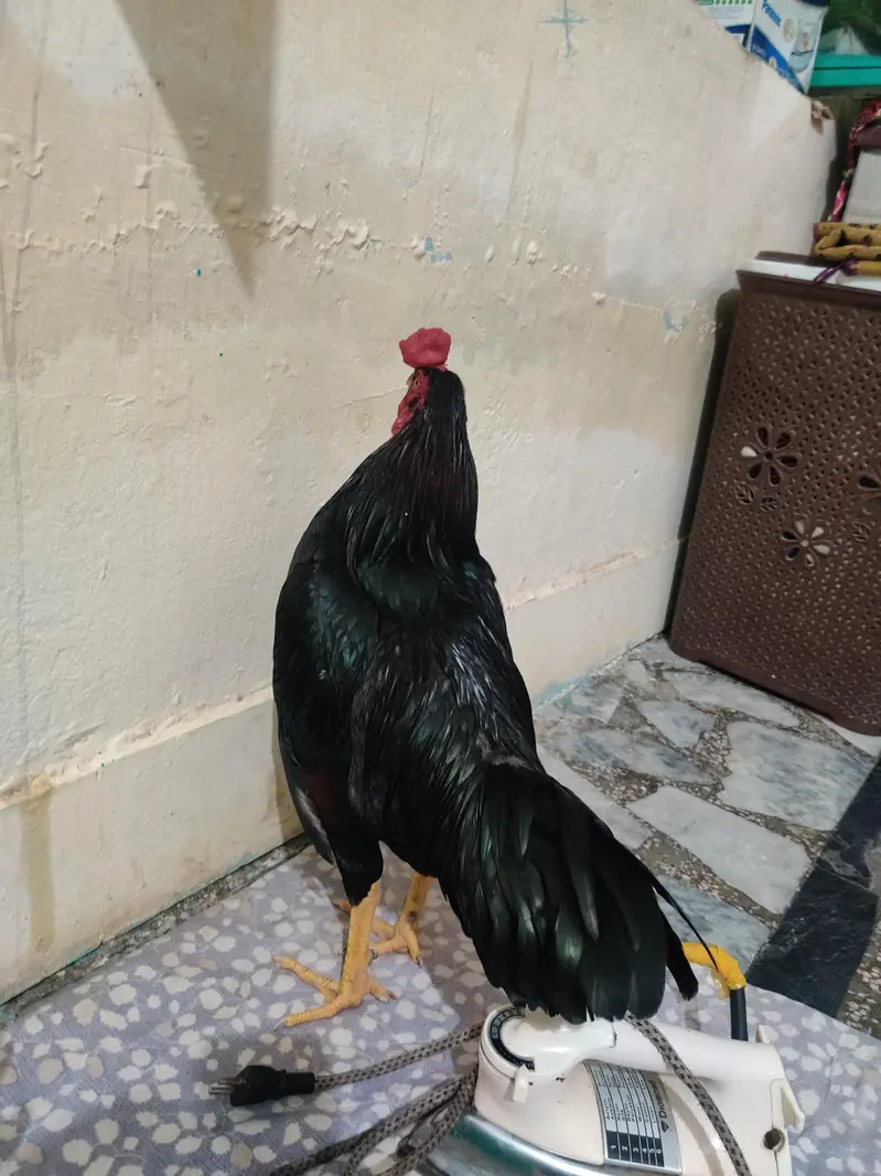 male for sell — photo 2