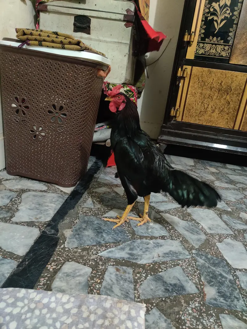 male for sell — photo 3