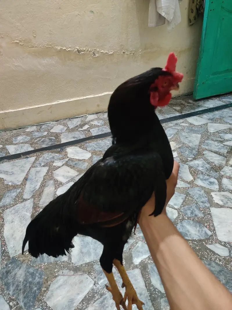 male for sell — photo 4
