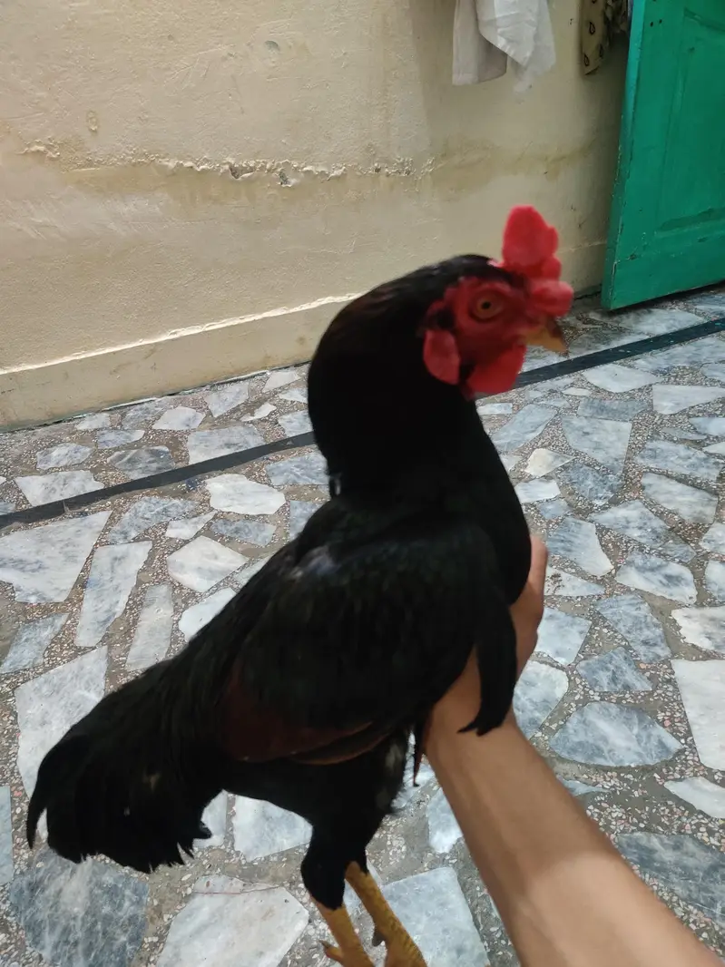 male for sell — photo 5