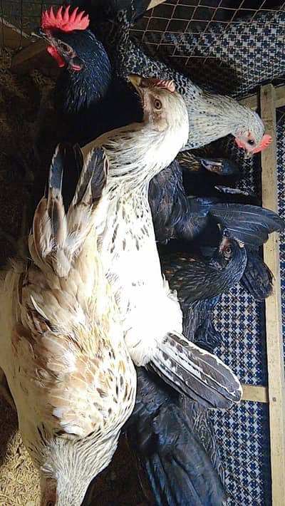 Golden Misri Hen | Misri Hens | Pathian