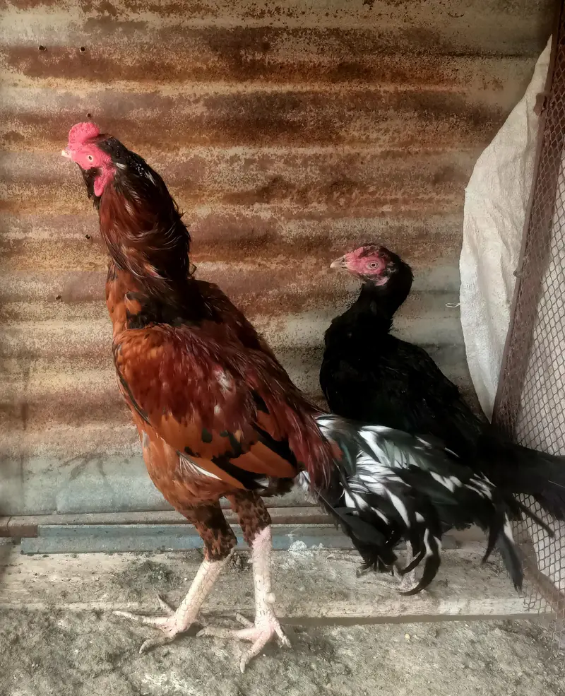 for sale pair 10000.4 month bachy 3000 pr bacha — photo 2