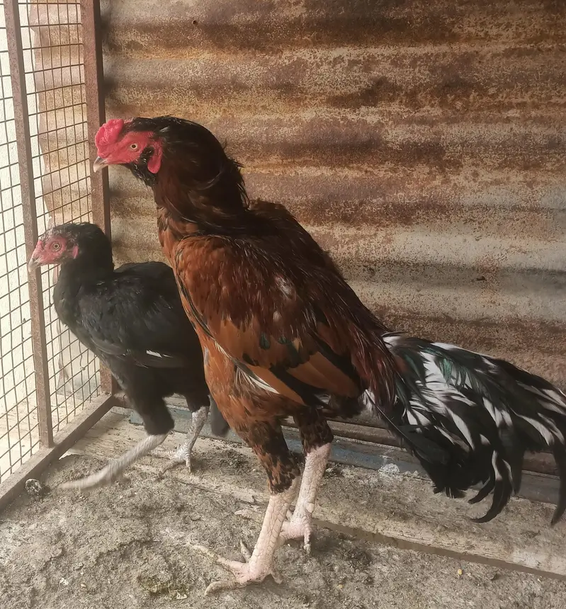 for sale pair 10000.4 month bachy 3000 pr bacha — photo 3