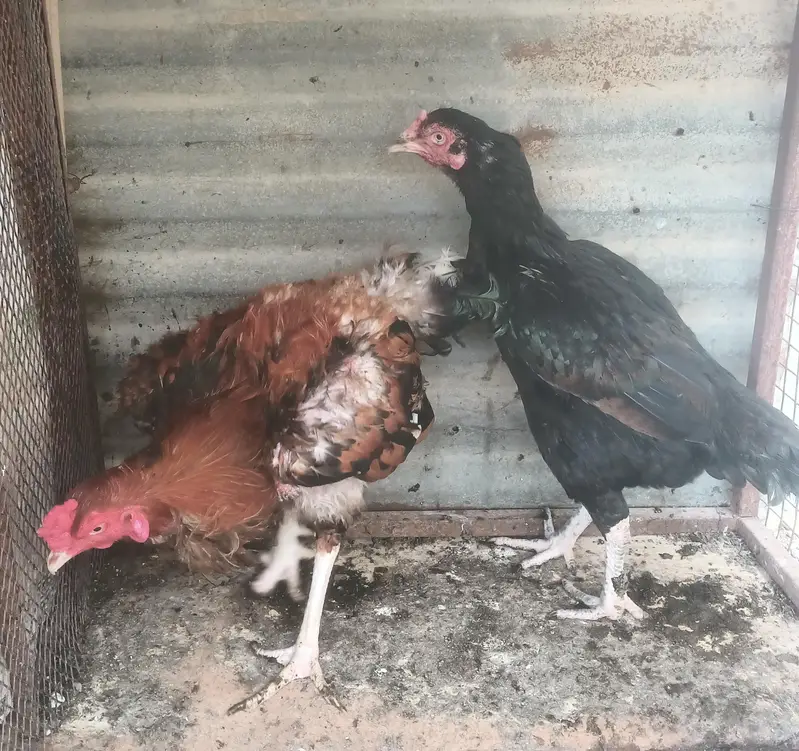 for sale pair 10000.4 month bachy 3000 pr bacha — photo 4