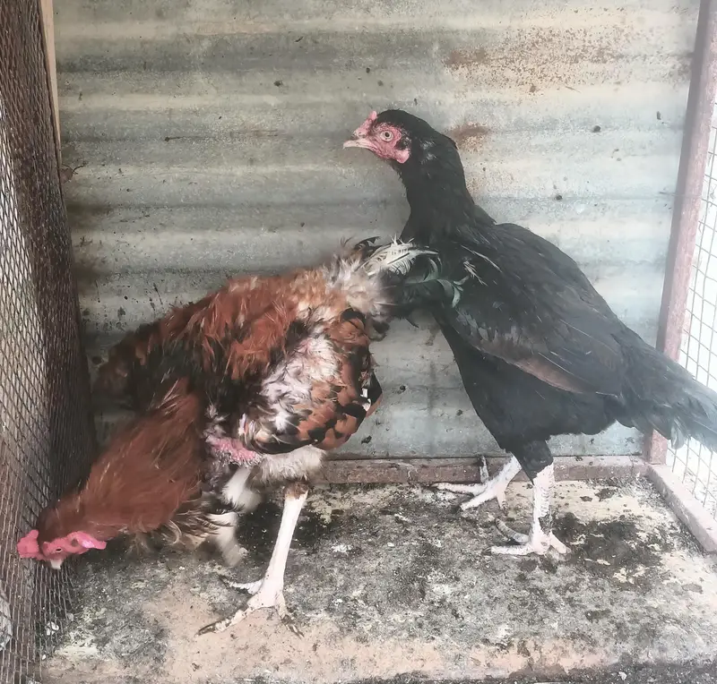 for sale pair 10000.4 month bachy 3000 pr bacha — photo 5