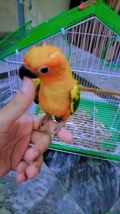 Sun-Conure Tamed male with DNA