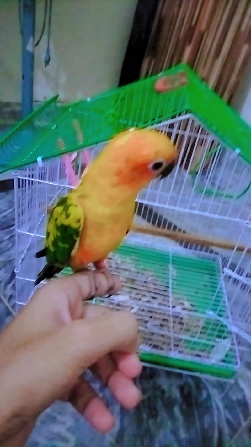 Sun-Conure Tamed male with DNA — photo 2