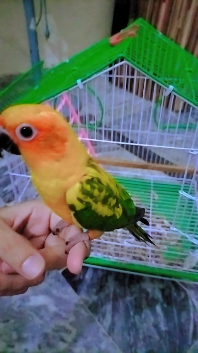 Sun-Conure Tamed male with DNA — photo 3