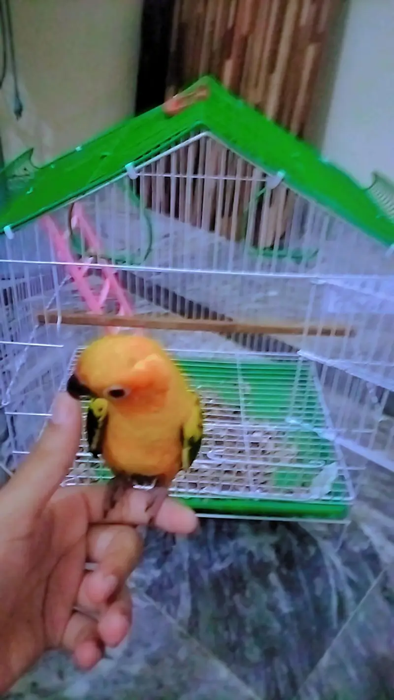 Sun-Conure Tamed male with DNA — photo 4