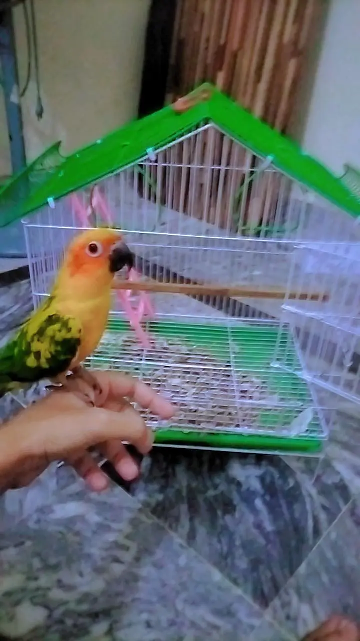 Sun-Conure Tamed male with DNA — photo 5