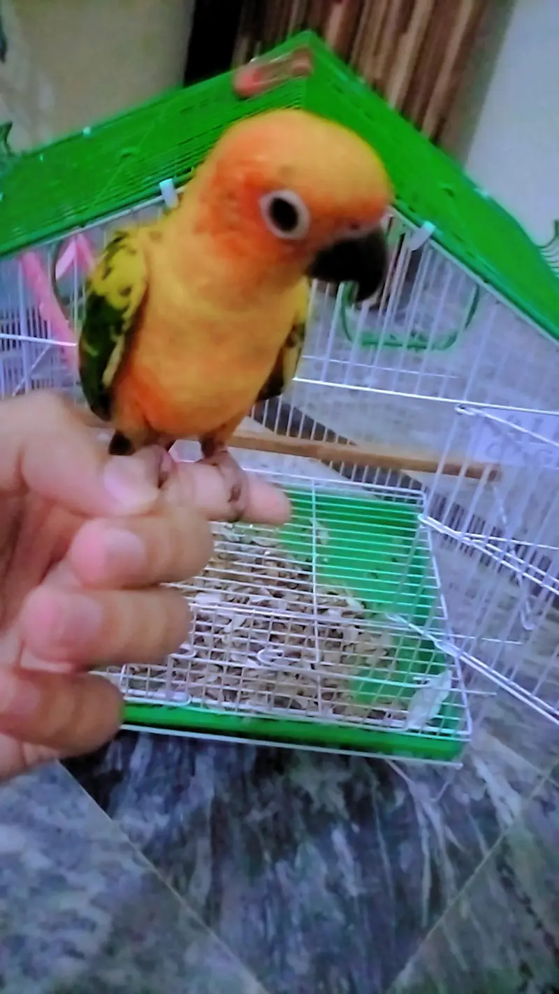 Sun-Conure Tamed male with DNA — photo 6