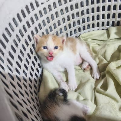 Cute Kittens for sale if you're interested dm me