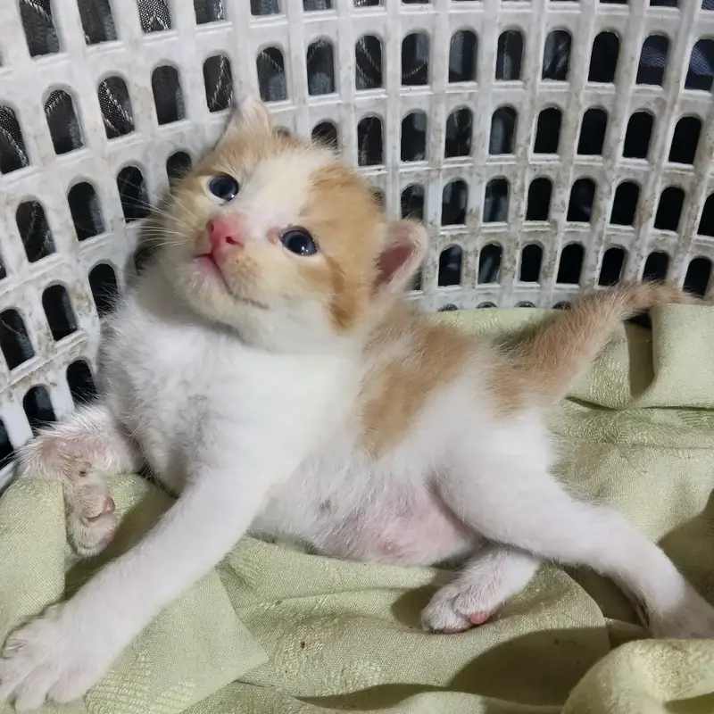 Cute Kittens for sale if you're interested dm me — photo 2