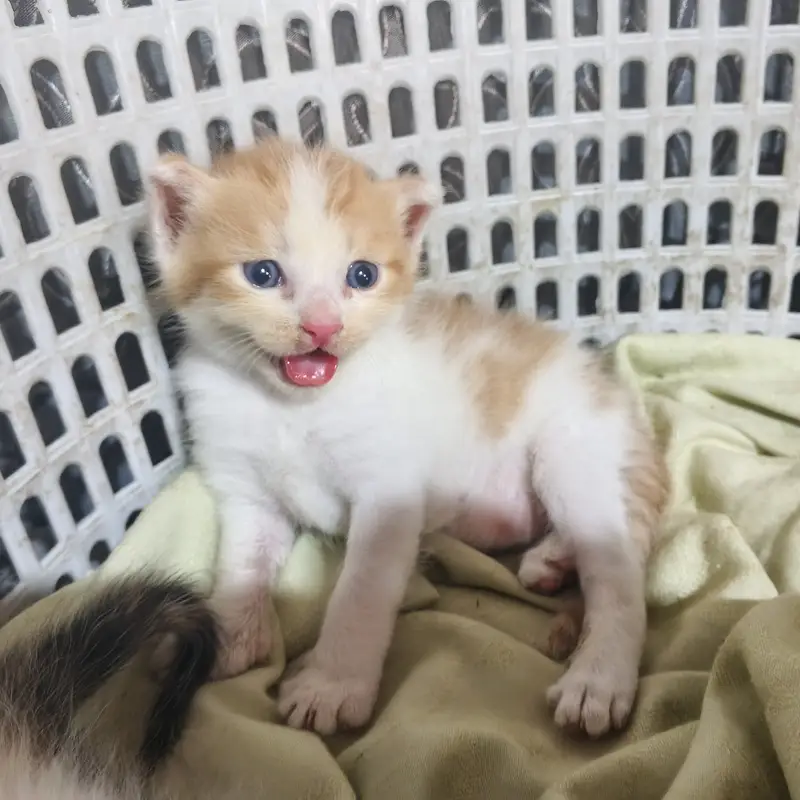 Cute Kittens for sale if you're interested dm me — photo 3