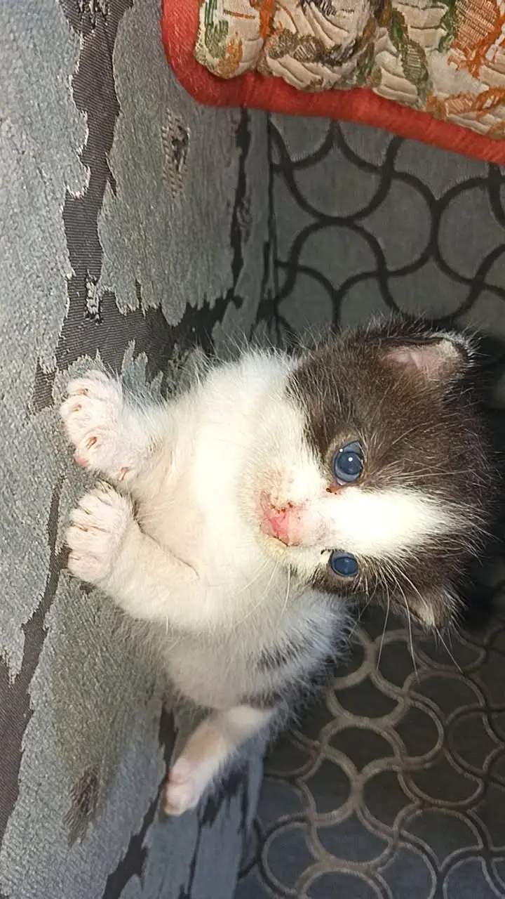 Cute Kittens for sale if you're interested dm me — photo 4