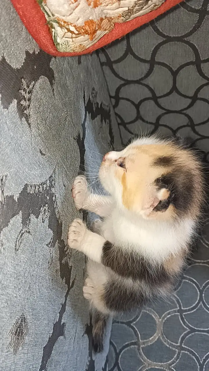 Cute Kittens for sale if you're interested dm me — photo 5