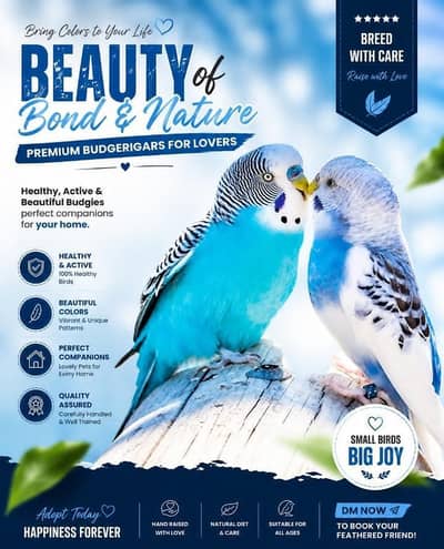 Budgies 2 adult pairs available for sale. Read description.