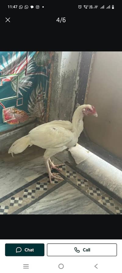 mix age phthay pur aseel pur Heera phutay 5 months old