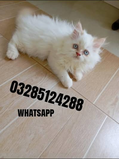 Persian kittens