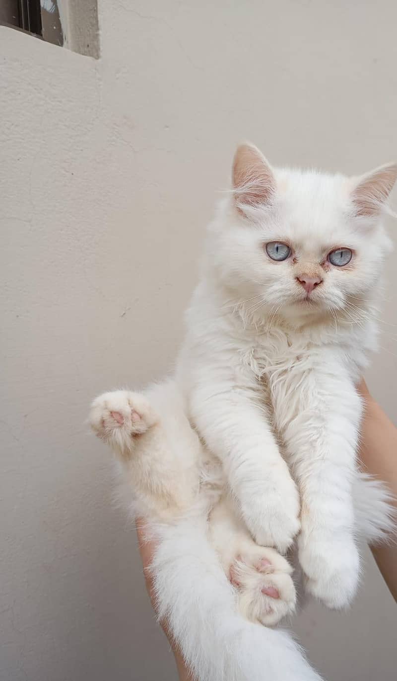 Persian kittens 1