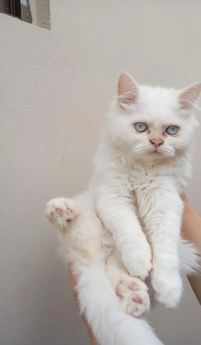 Persian kittens — photo 2