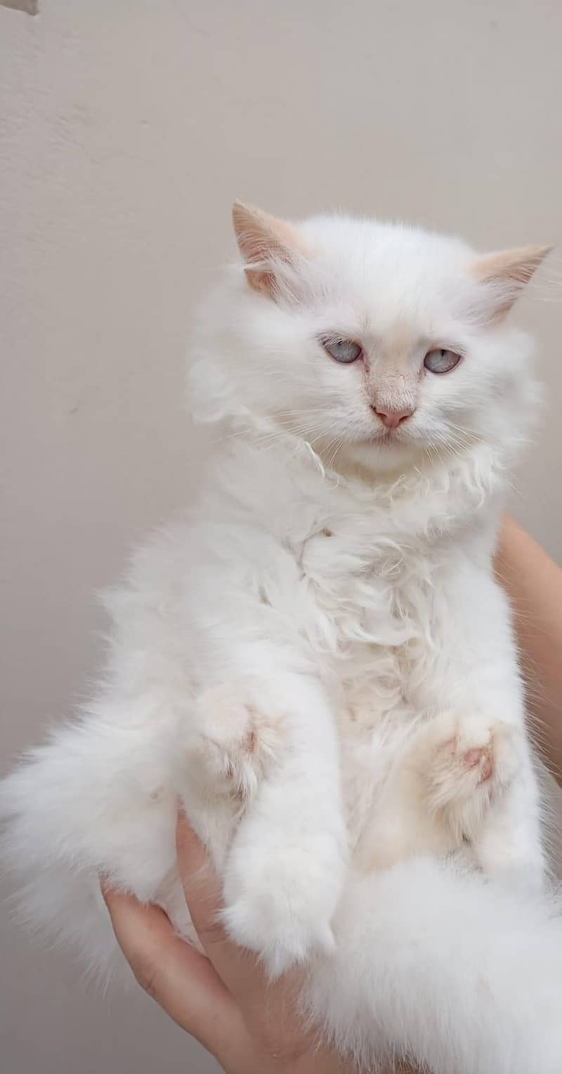 Persian kittens 2