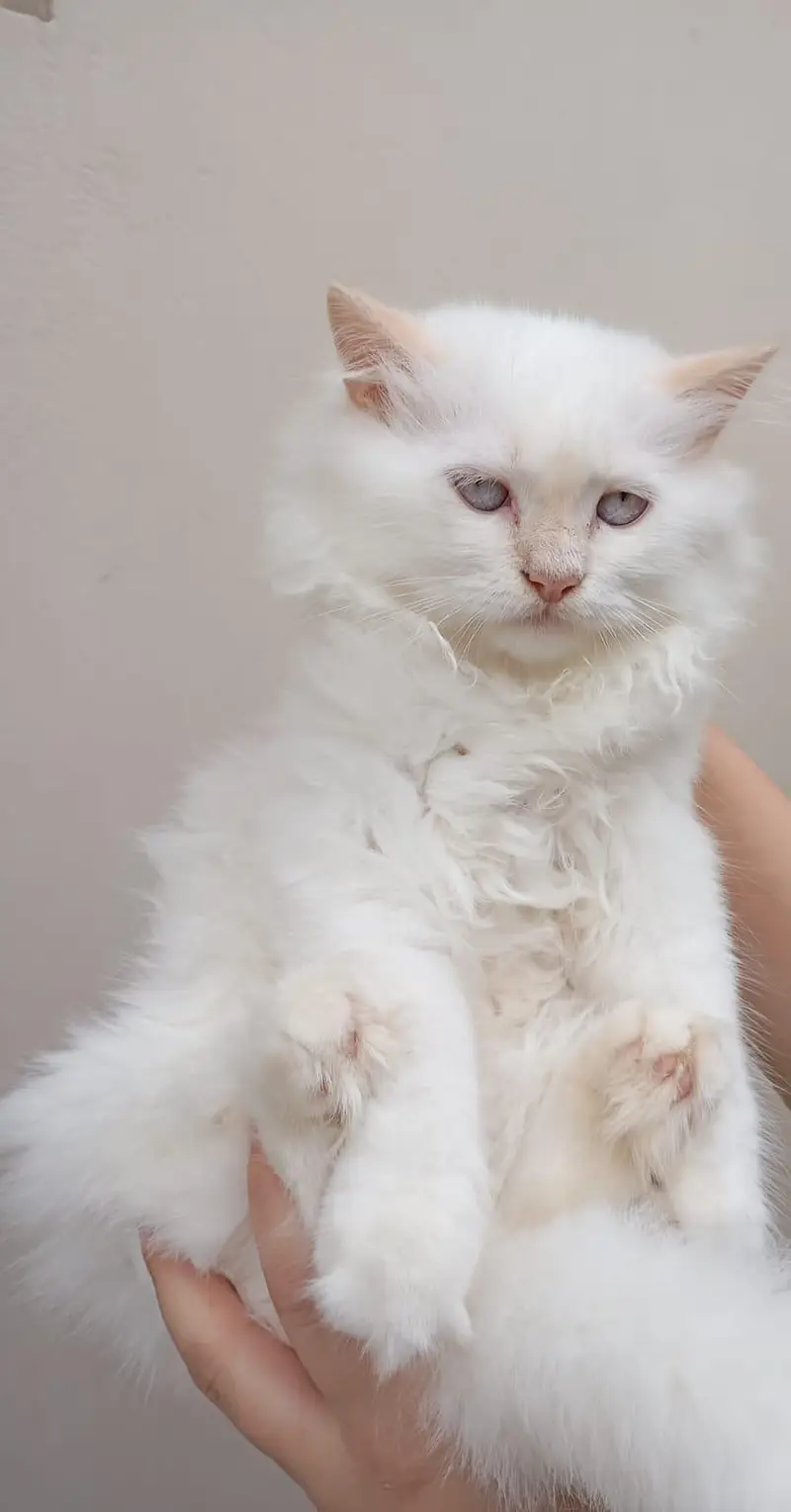 Persian kittens — photo 3