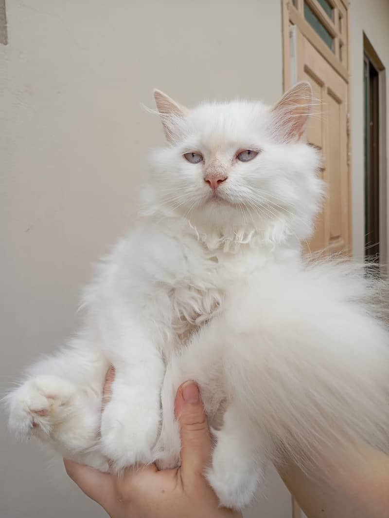 Persian kittens 3